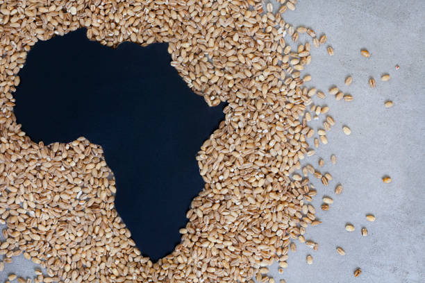 The Russia-Africa Summit and Black Sea Grain